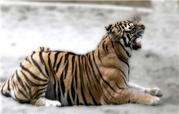 बाघ दिवसः विश्वसामु नेपालको इज्जत जोगाउने शुक्लाफाँटा