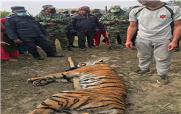 बर्दघाटको जंगलमा कसरी भेटियो मृत बाघ ? 