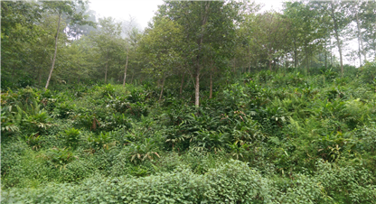 नेपालमा मिचाहा वनस्पतीको प्रकोप, आधुनिकिकरण मुख्य कारण 