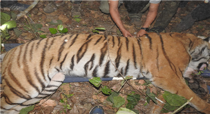 बर्दियाको नरभक्षी बाघ सदर चिडियाखानामा कैद